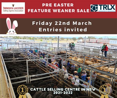 tamworth cattle sale today.